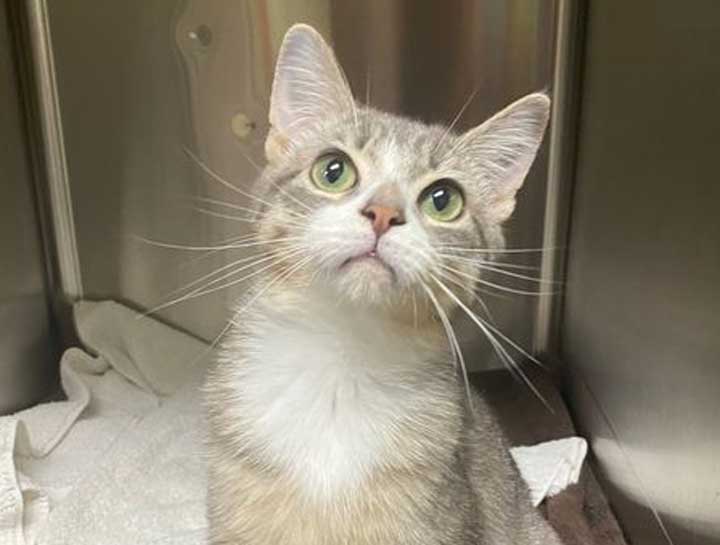 Preventive Care for Cats