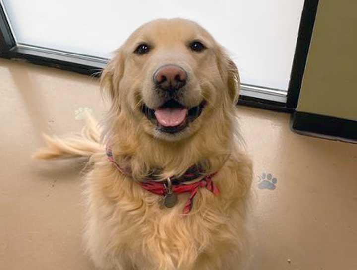 Preventive Care for Dogs